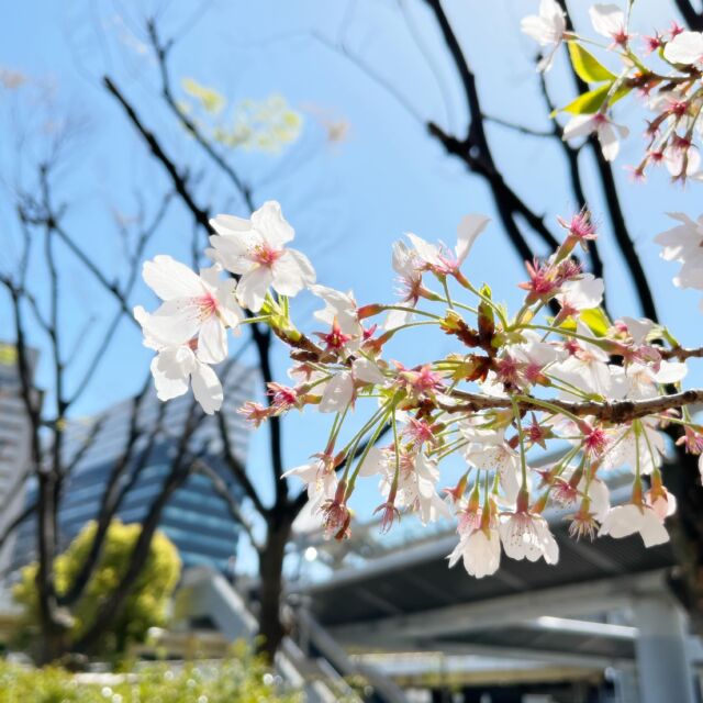 4月_新年度が始まりました

まだまだ寒い日もありますが、体調に気をつけてスタートしましょう！

#桜
#新大阪
#コネクテッド
#connected
#fullweb
#fullwebpdm
#フルウェブ